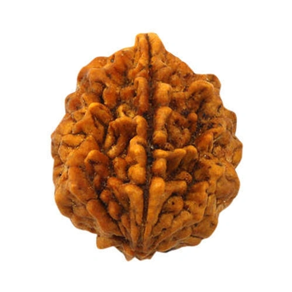 2 Mukhi Rudraksh