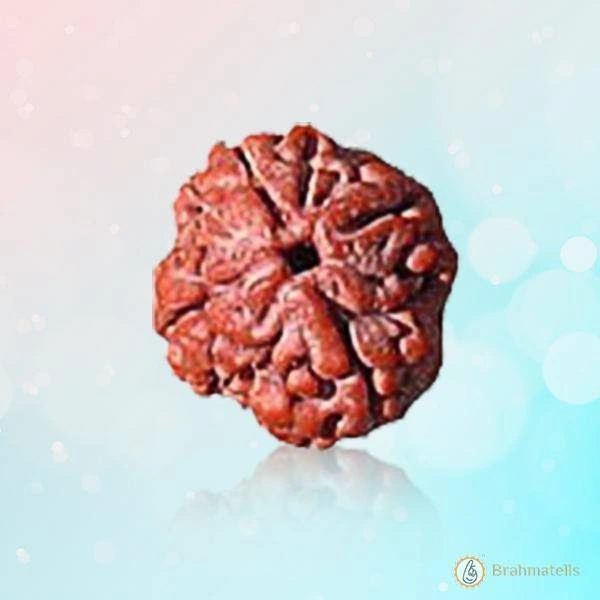 4 Mukhi Rudraksh
