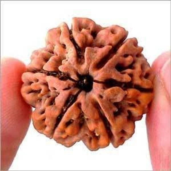 6 Mukhi Rudraksh