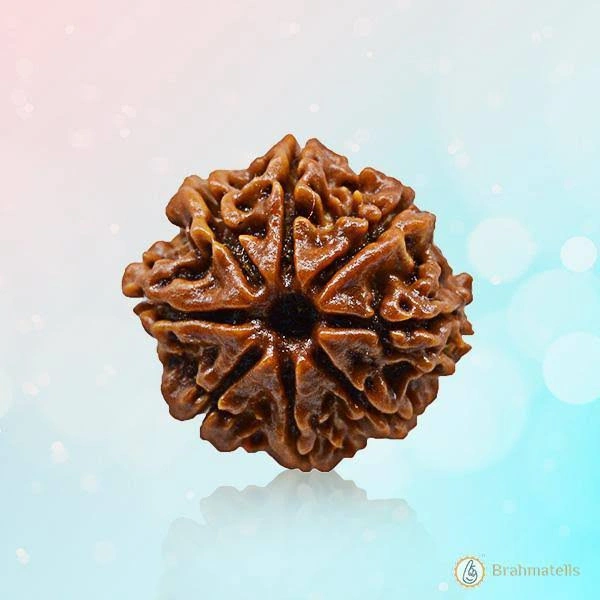 8 Mukhi Rudraksha