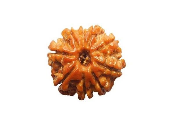 9 Mukhi Rudraksha