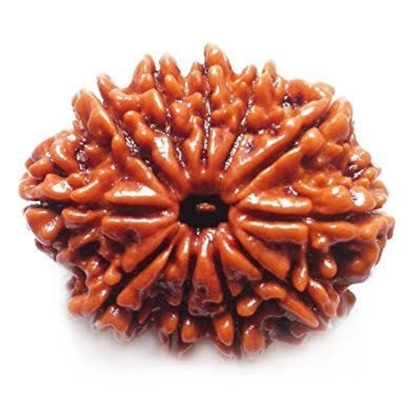 11 Mukhi Rudraksha