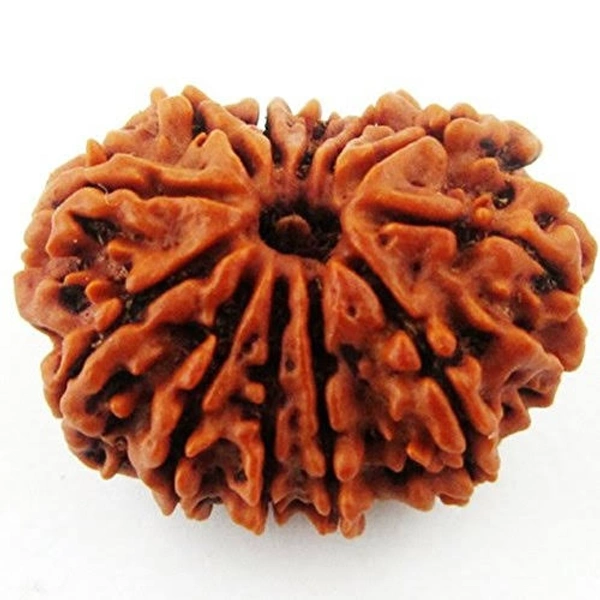 12 Mukhi Rudraksha