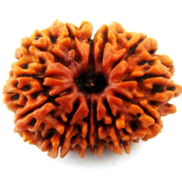 13 Mukhi Rudraksha