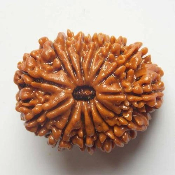 14 Mukhi Rudraksha