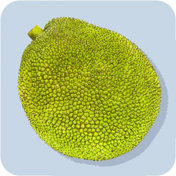 Jackfruit 