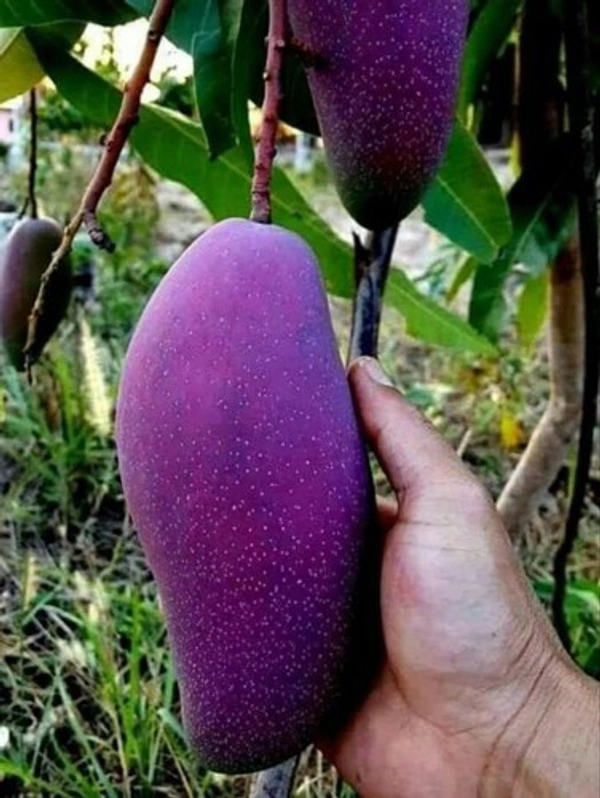 Blue Dockmai Mango Plant  - Blue , 3.5 Feet