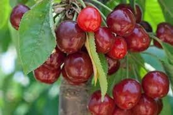 barbadous cherry plant - 2.5 feet, fruit colour red