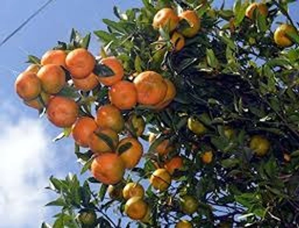 raw sweet orange plant - 3 feet, orange