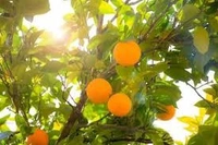 raw sweet orange plant - 3 feet, orange