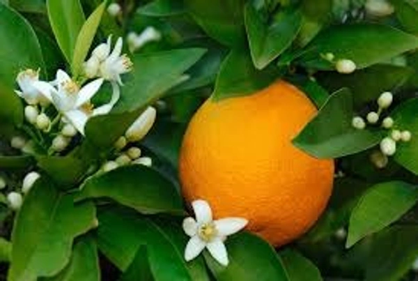 chiness sweet orange plant - 3feer, fruit colour orangeand green