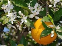 chiness sweet orange plant - 3feer, fruit colour orangeand green