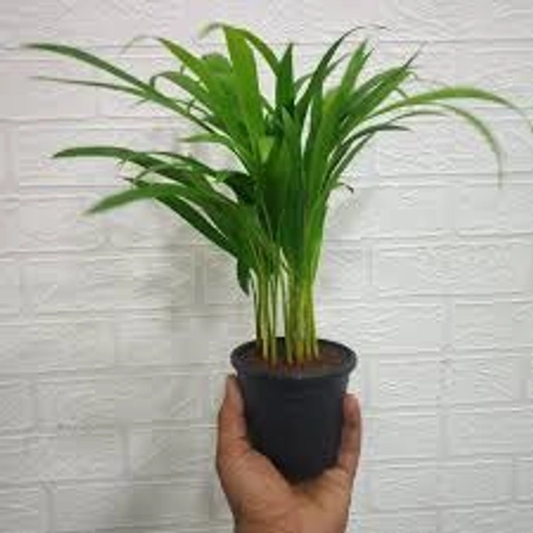 arica plant - 1.5 feet, green