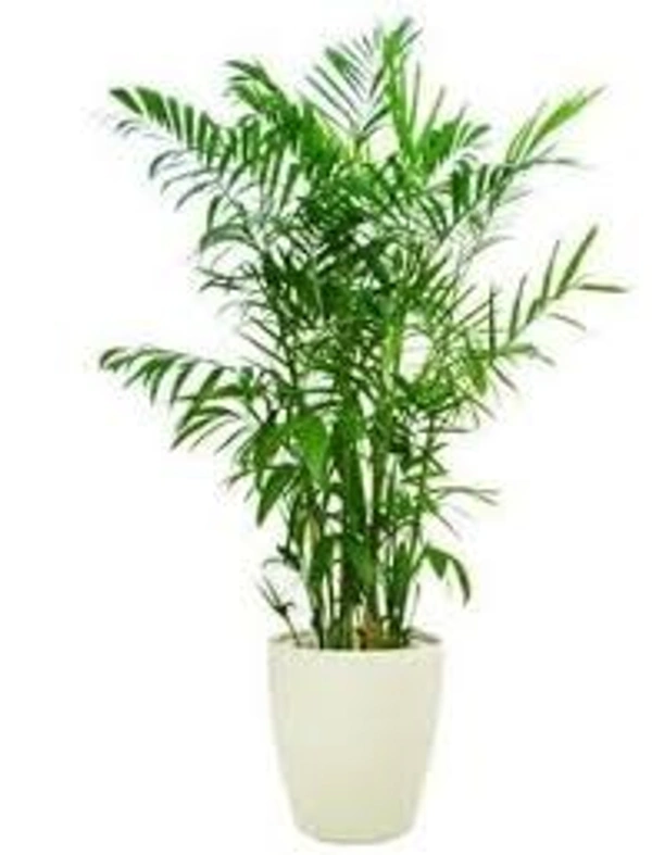 arica plant - 1.5 feet, green