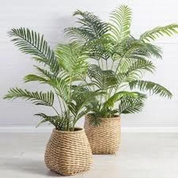 arica plant - 1.5 feet, green