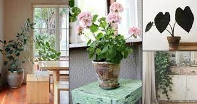 Flowers Plant
