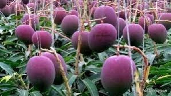 PURPLE PALMAR MANGO PLANT - 3FEET, PURPLE COLOUR MANGO