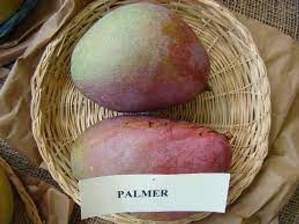 RED PALMAR MANGO PLANT - 3FEET, RED COLOUR MANGO 