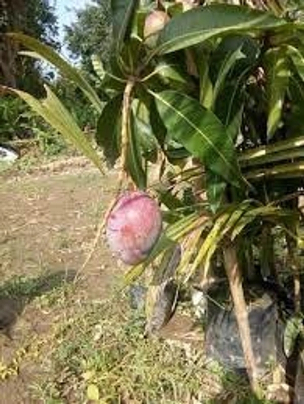 KATIMONI MANGO PLANT - 3FEET, RED COLOUR MANGO