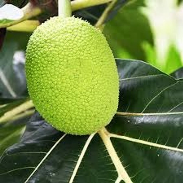 ALL TIME JACKFRUIT PLANT - 1 FEET, GREEN COLOUR JACKFRUIT