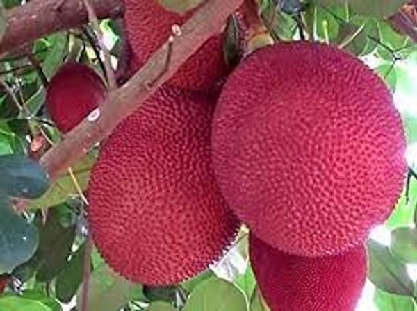THAILAND VARIETY RED JACKFRUIT PLANT - 1.5 FEET, RED COLOUR JACKFRUIT