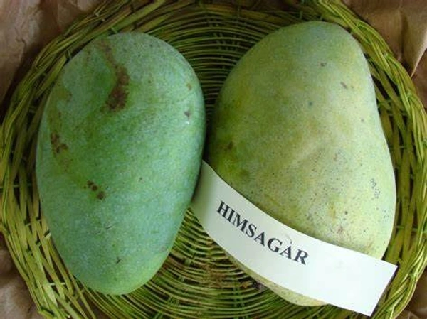HIMSAGAR MANGO PLANT - 2 FEET, GREEN