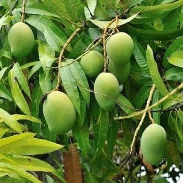 ALL TIME MANGO PLANT - 2FEET, GREEN