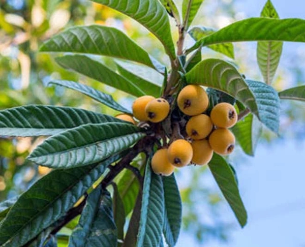 HYBRID LAQAT FRUIT PLANT - 2.5 FEET, YELLOW COLOUR