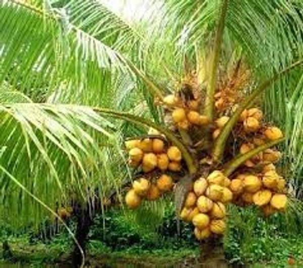 KEROL VARIETY COCONUT PLANT - 2 FEET, GREEN