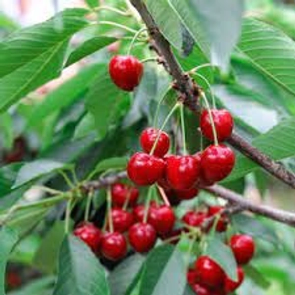 SWEET CHERRY PLANT - 4 FEET, RED
