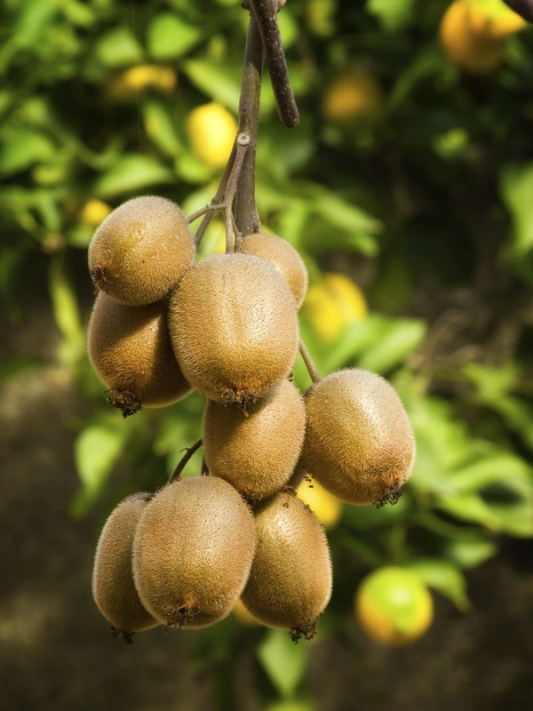 ALISON KIWI PLANT - 1 FEET