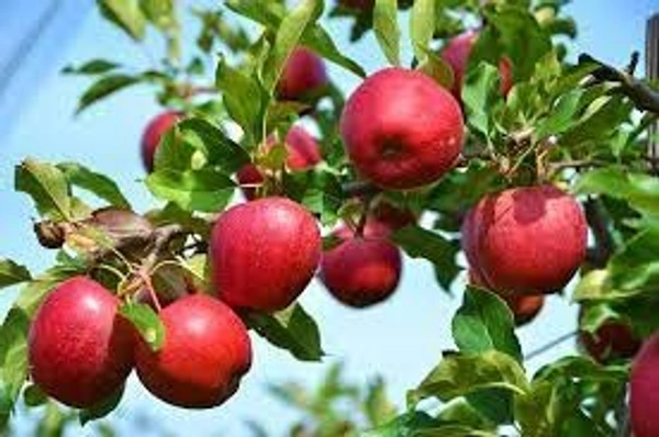 HARMAN 99 APPLE PLANT - 3 FEET, RED