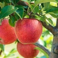 HARMAN 99 APPLE PLANT - 3 FEET, RED
