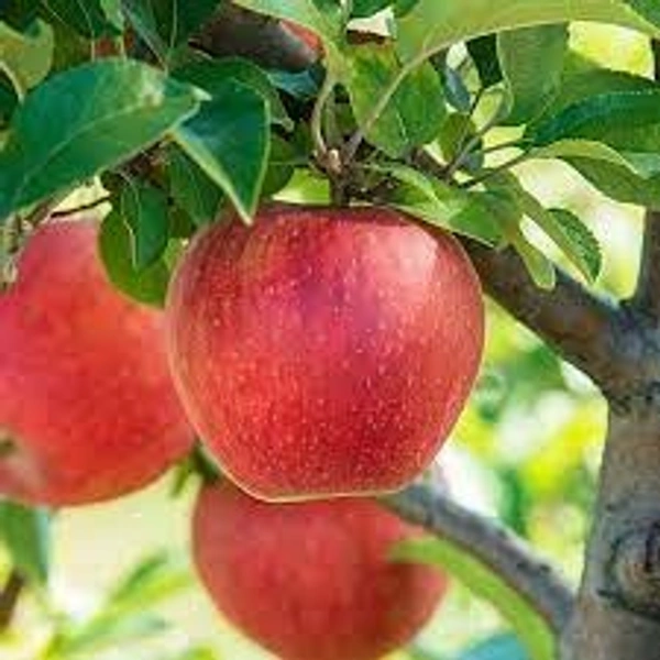 HARMAN 99 APPLE PLANT - 3 FEET, RED