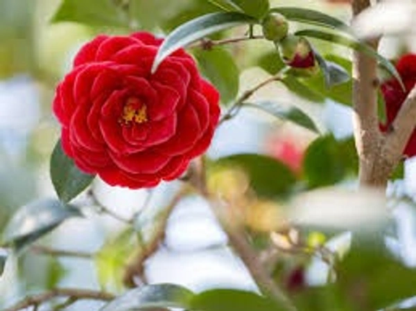 CAMALIYA FLOWERS PLANT - 1 FEET, RED