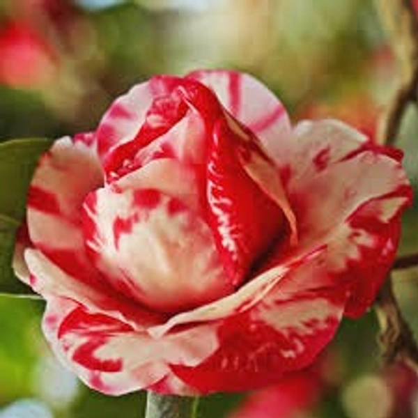 CAMALIYA FLOWERS PLANT - 1 FEET, BY COLOUR