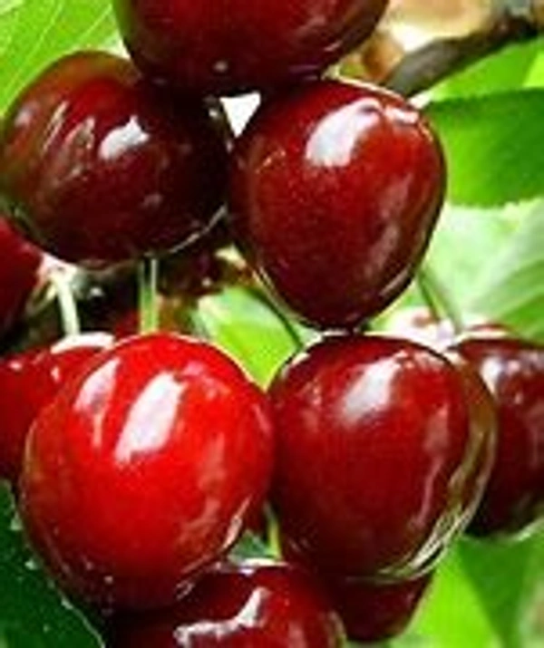 BARBADOUS CHERRY PLANT  - 2FEET, RED COLOUR FRUIT