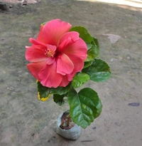 Hibiscus Flowers Plant Available  - 12 Colour Available, 1feet