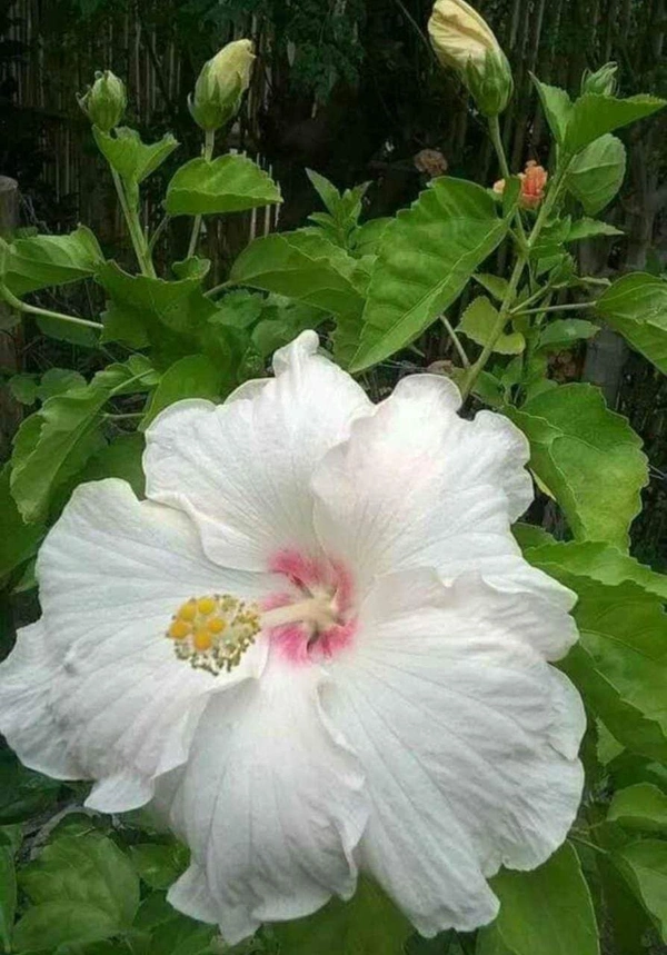 Hibiscus Flowers Plant Available  - 12 Colour Available, 1feet
