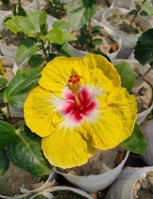Hibiscus Flowers Plant Available  - Red, 1feet