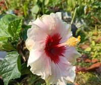 Hibiscus Flowers Plant Available  - Red, 1feet