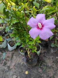 Hibiscus Flowers Plant Available  - yellow,, 1feet