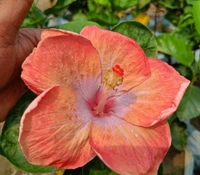 Hibiscus Flowers Plant Available  - yellow,, 1feet