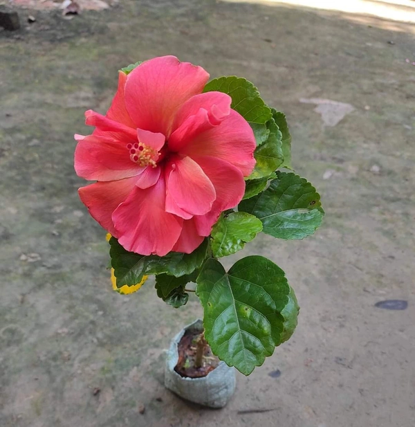Hibiscus Flowers Plant Available  - White And Red, 1feet