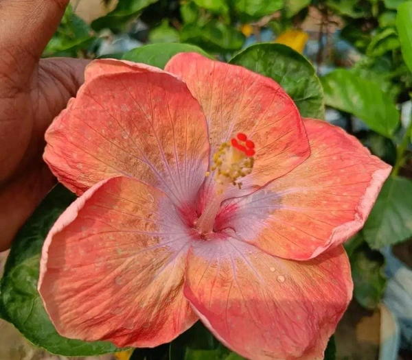 Hibiscus Flowers Plant Available  - Yellow And Red, 1feet