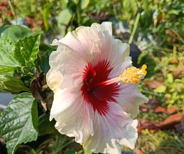 Hibiscus Flowers Plant Available  - Yellow And Red, 1feet