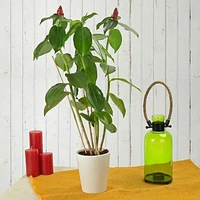 Plant Lover Online Mart - Logo