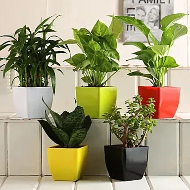 Indoor Plants 