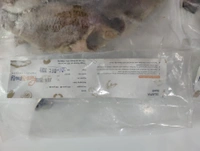 Tilapia Moon Cut Pan Ready चिलापी  - 500GM, 100-120 /Pieces