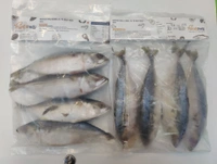 Indian Mackerel बांगडा - 500GM, 6/8 Grade